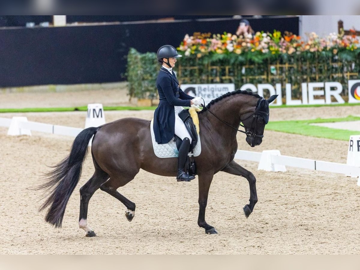 German Sport Horse Gelding 10 years 16,3 hh Black in Weert