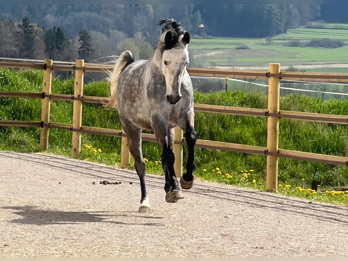 German Sport Horse Gelding 10 years 16,3 hh Grey-Dapple in Sch&#xF6;nthal