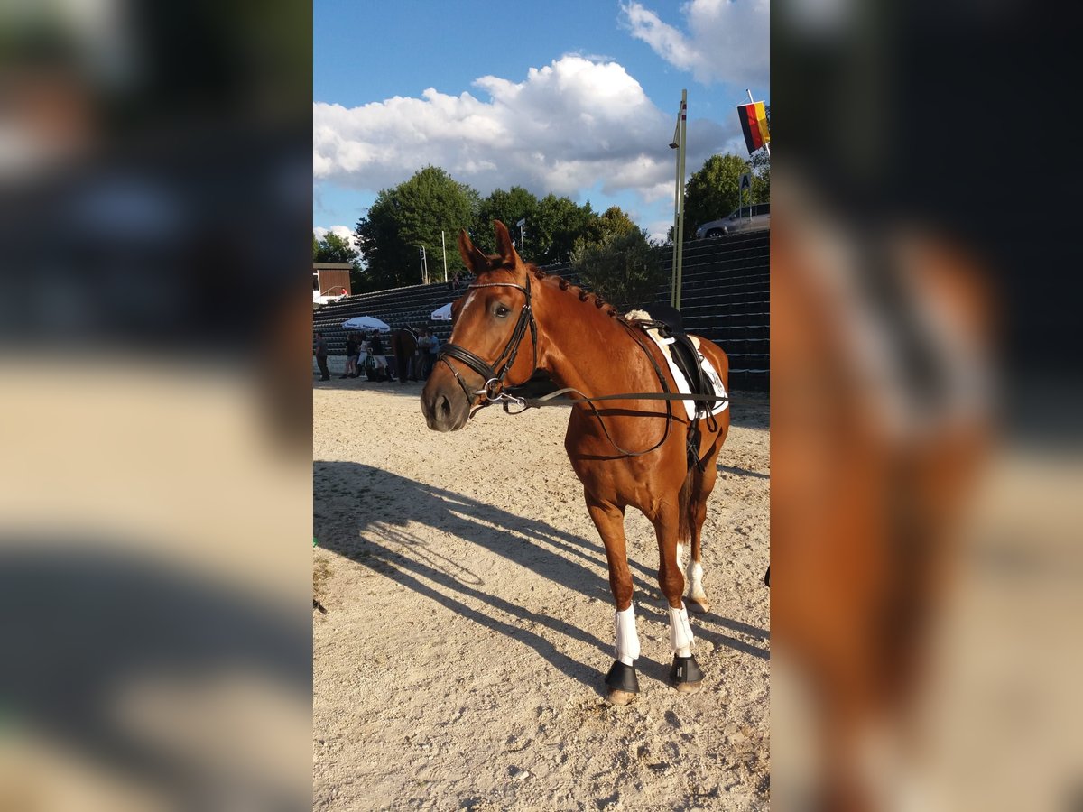 German Sport Horse Gelding 10 years 17 hh Chestnut-Red in Nürtingen