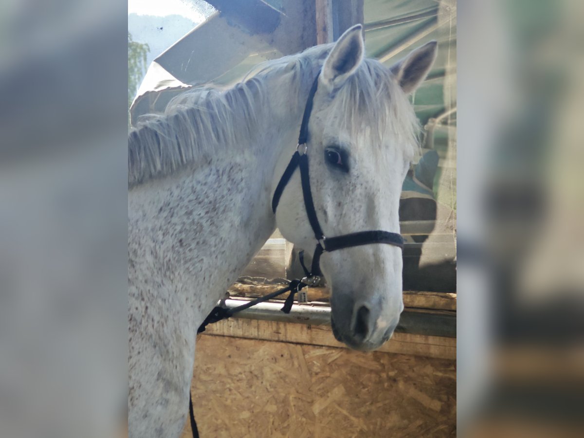 German Sport Horse Gelding 10 years 17 hh Gray-Fleabitten in Hohenems