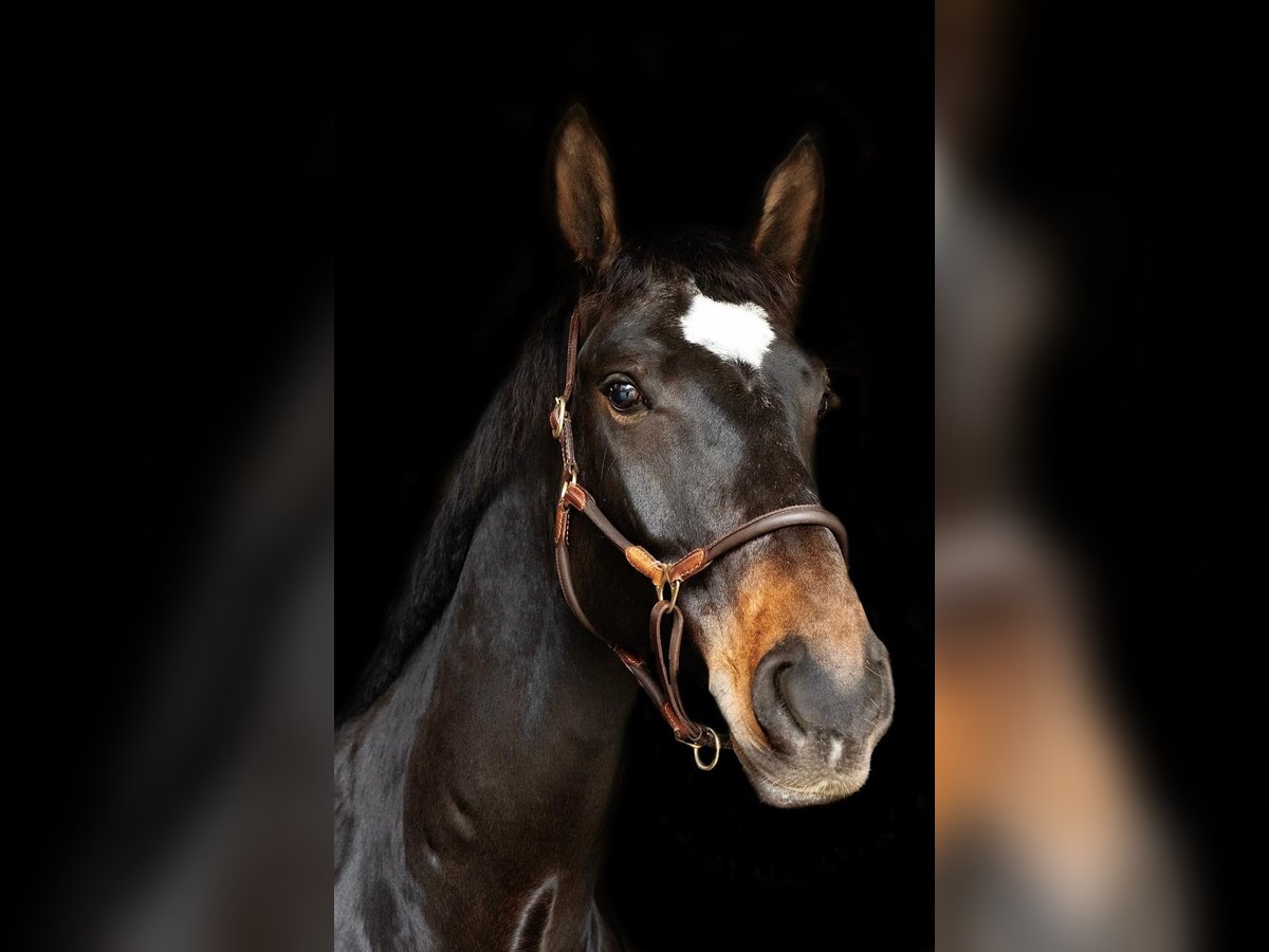 German Sport Horse Gelding 10 years 17,1 hh Bay-Dark in Alzenau in Unterfranken