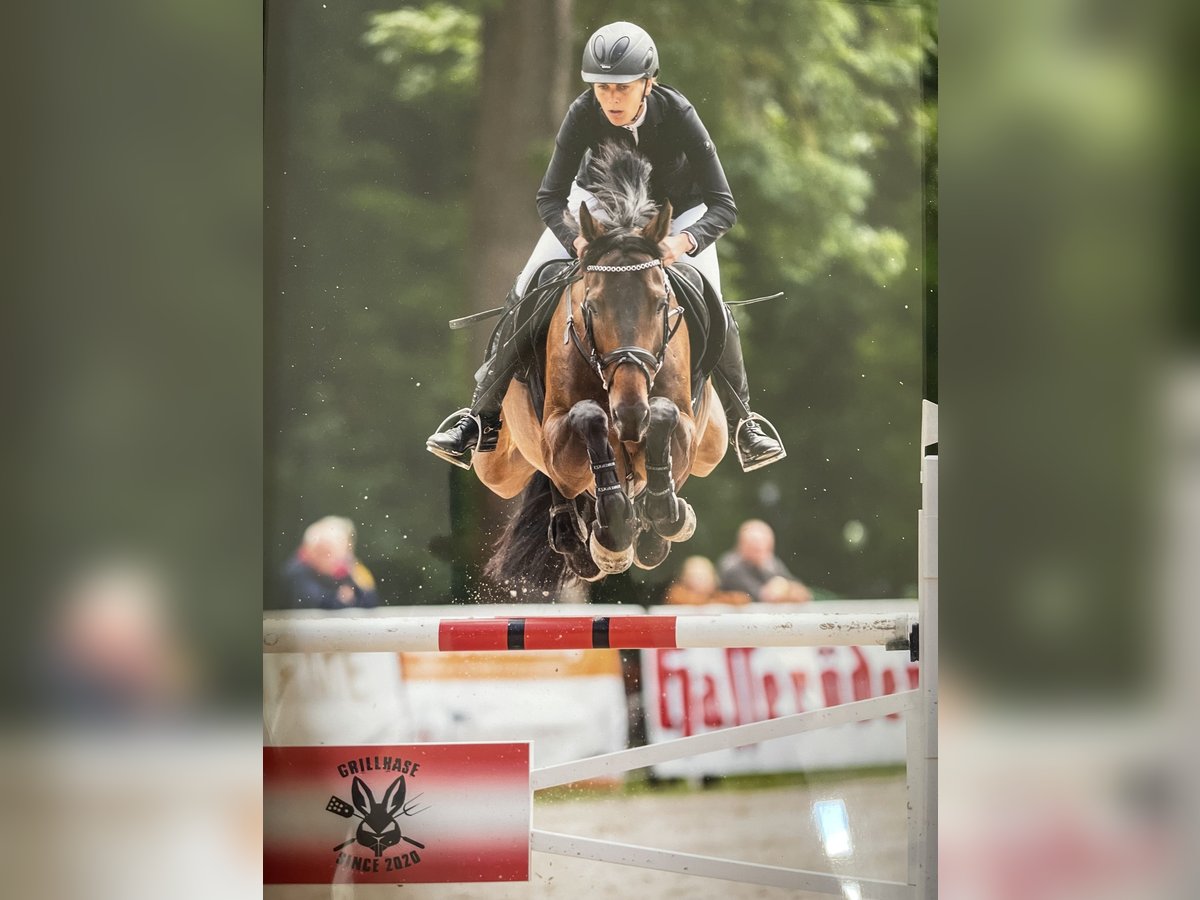 German Sport Horse Gelding 11 years 16,1 hh Brown in Ilsenburg