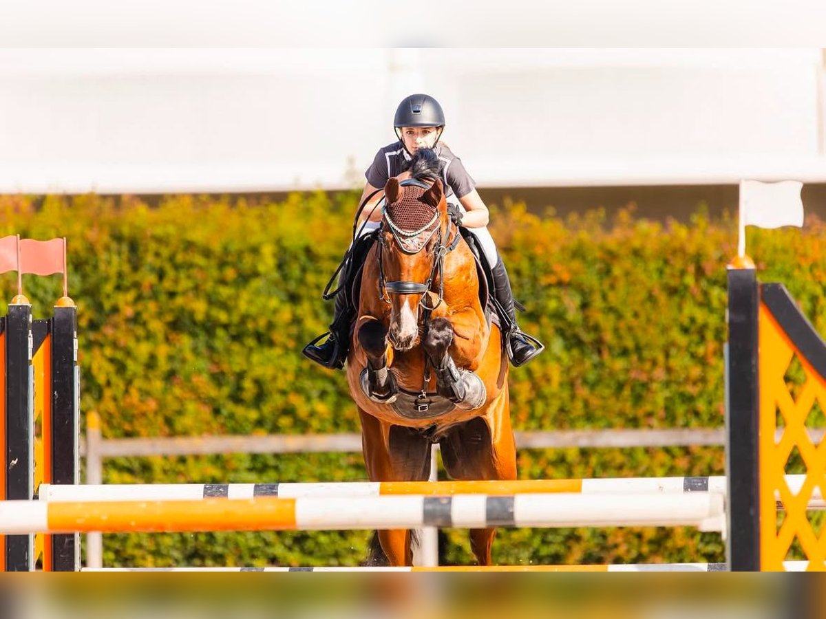 German Sport Horse Gelding 11 years 16,2 hh Brown in Loßburg