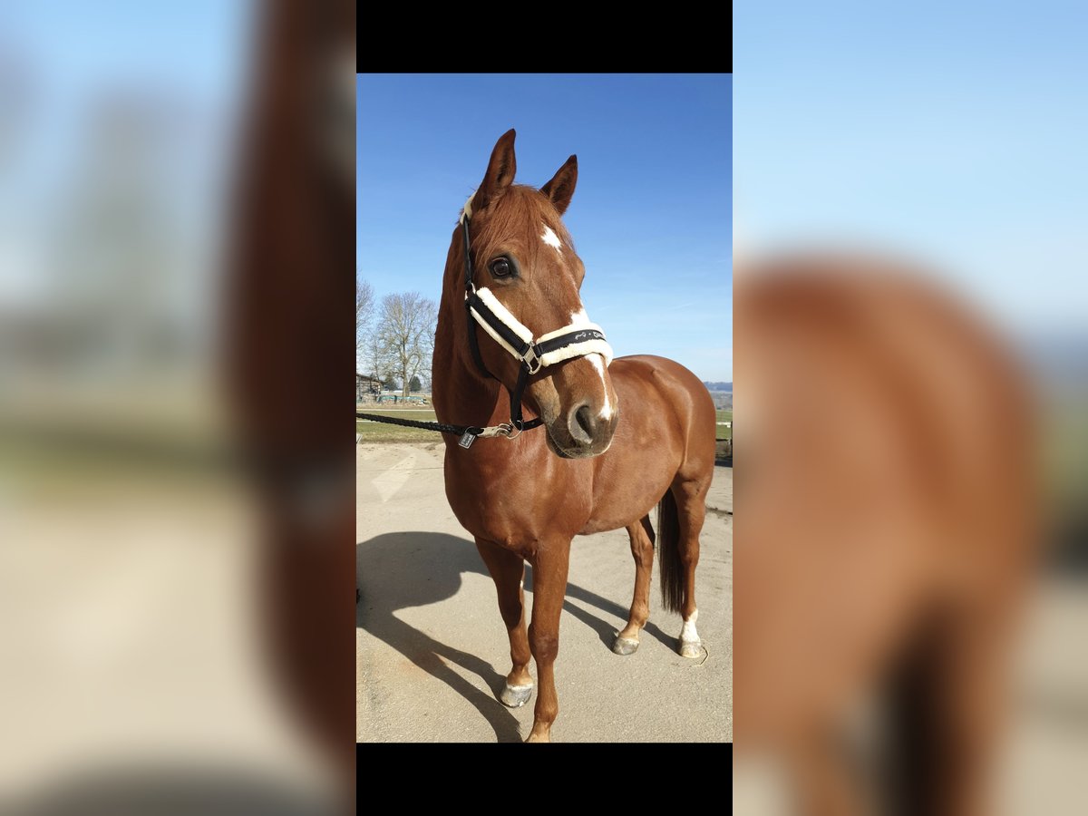 German Sport Horse Gelding 11 years 16 hh Chestnut-Red in Tuningen