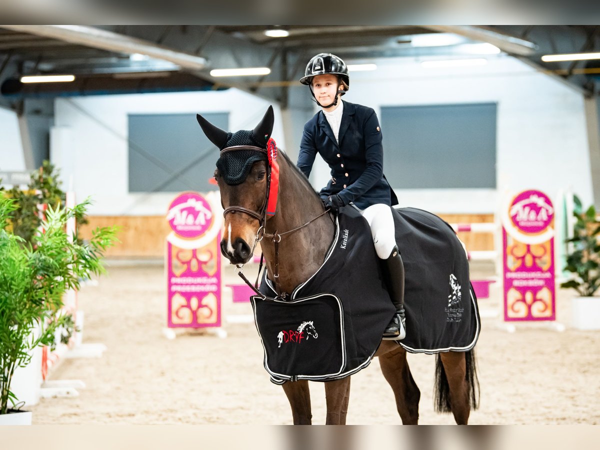 German Sport Horse Gelding 11 years 16,2 hh Bay-Dark in Bielawa