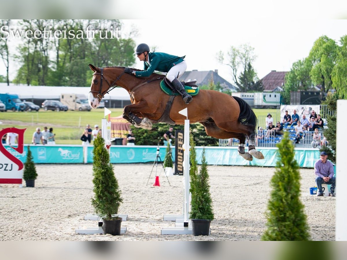 German Sport Horse Gelding 11 years 16,2 hh Bay in Olsza