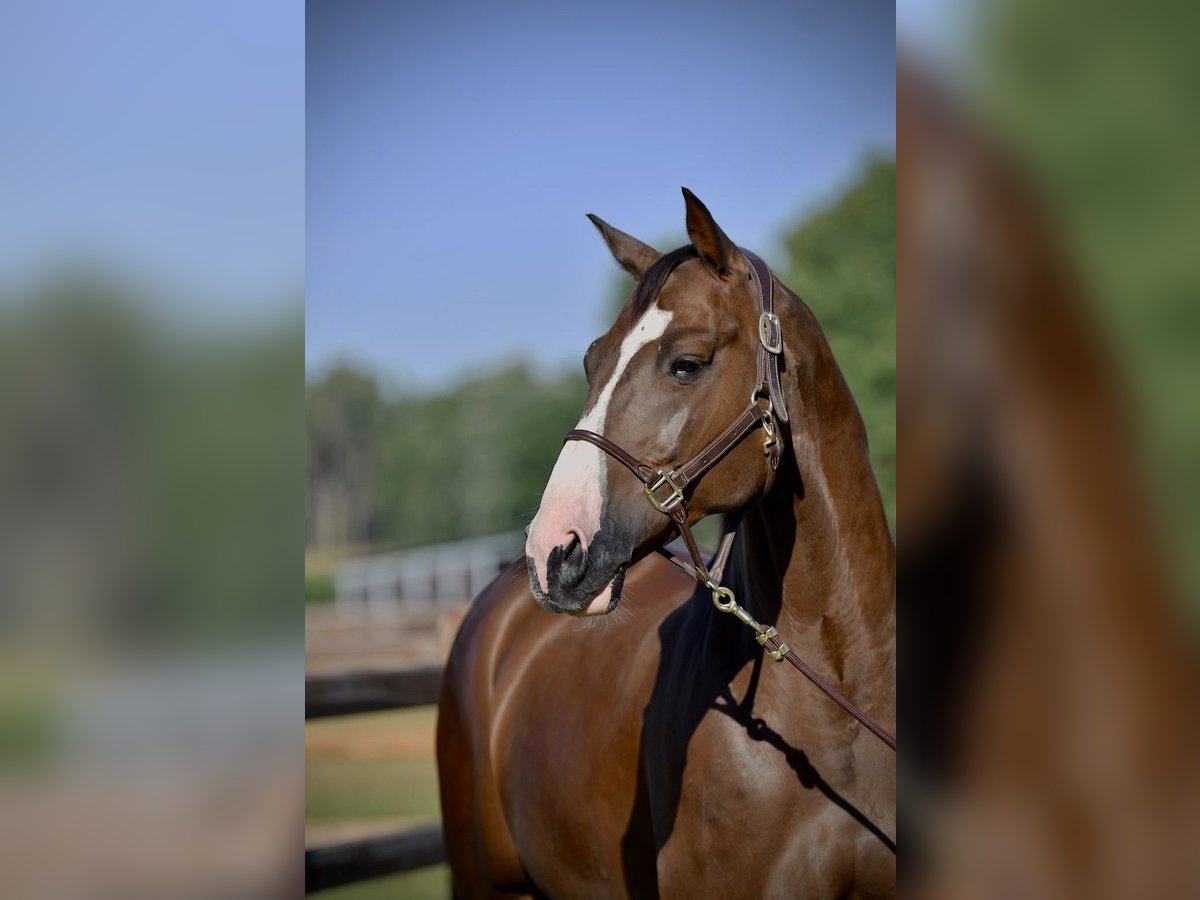 German Sport Horse Gelding 11 years 16,3 hh Chestnut in Fraunberg