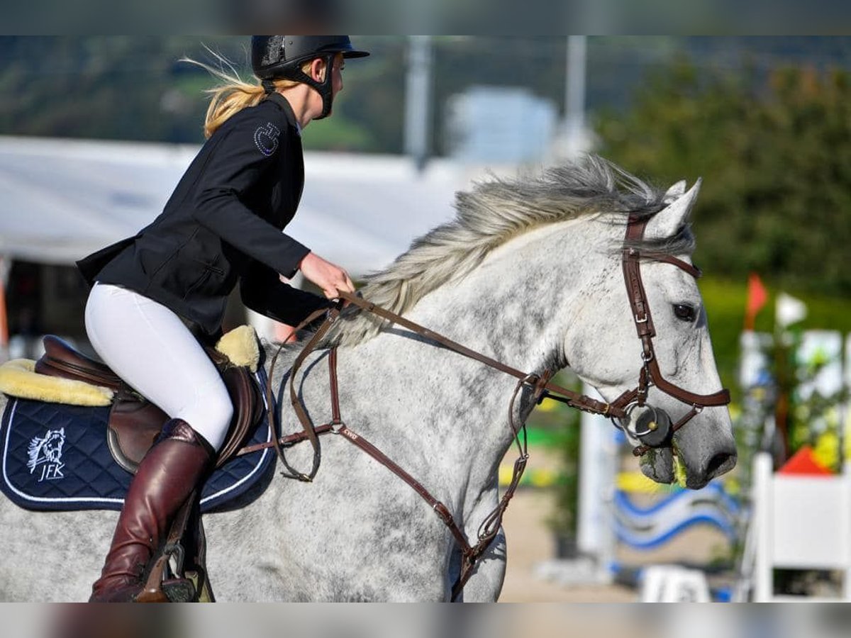 German Sport Horse Gelding 11 years 17 hh Gray in Lindau (Bodensee)