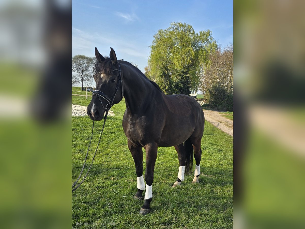 German Sport Horse Gelding 11 years 17,1 hh Smoky-Black in Altenhausen