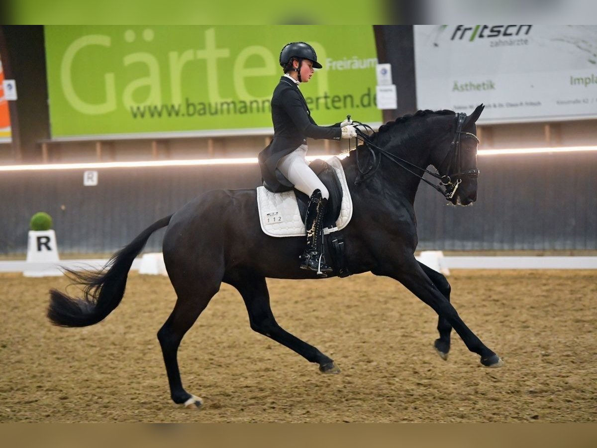 German Sport Horse Gelding 12 years 16,1 hh Black in Würzburg