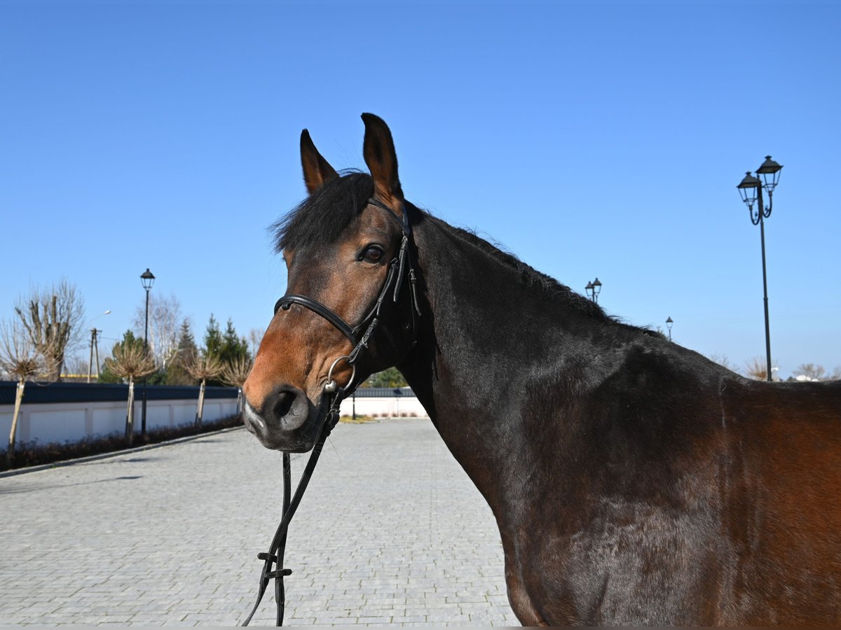 German Sport Horse Gelding 12 years 16,1 hh Brown in Jeżów