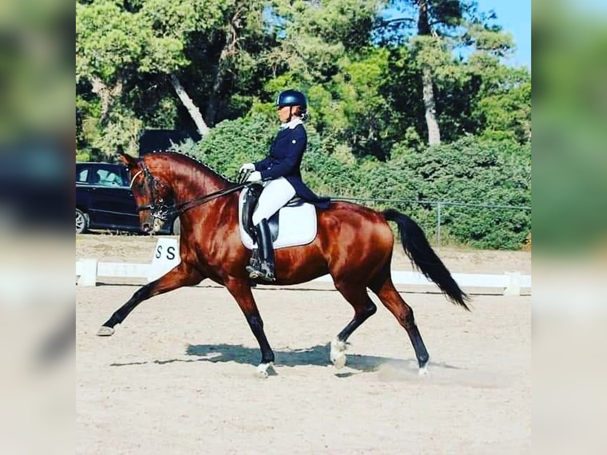 German Sport Horse Gelding 12 years 16,1 hh Brown in Mallorca