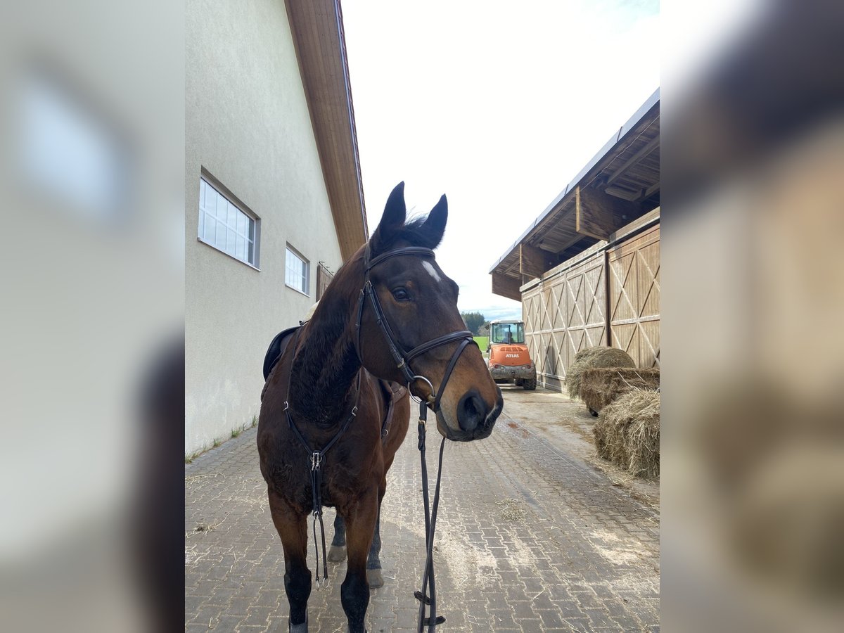 German Sport Horse Gelding 12 years 16,2 hh Brown in Erdweg