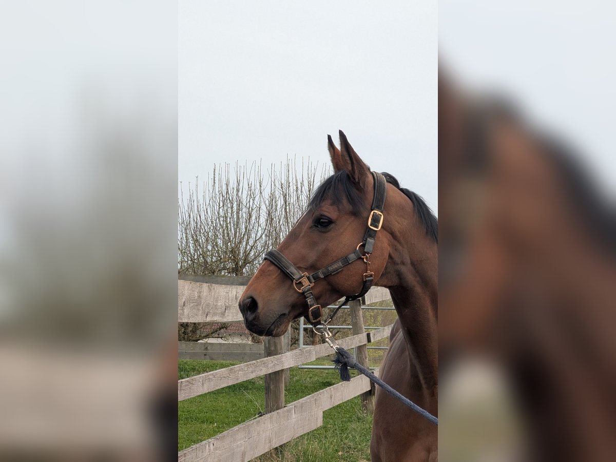 German Sport Horse Gelding 12 years 16 hh Brown in Pfaffenhofen an der Ilm