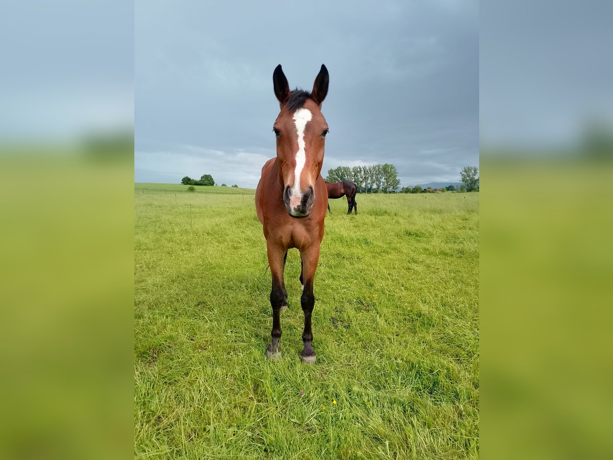 German Sport Horse Gelding 12 years 17 hh Brown in Burggen