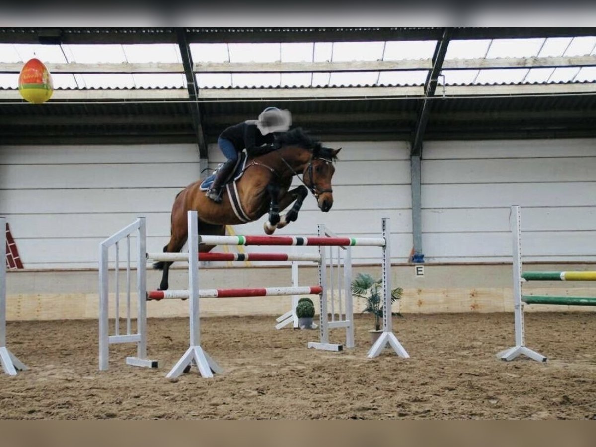 German Sport Horse Gelding 12 years 17 hh Brown in Gro&#xDF;p&#xF6;sna