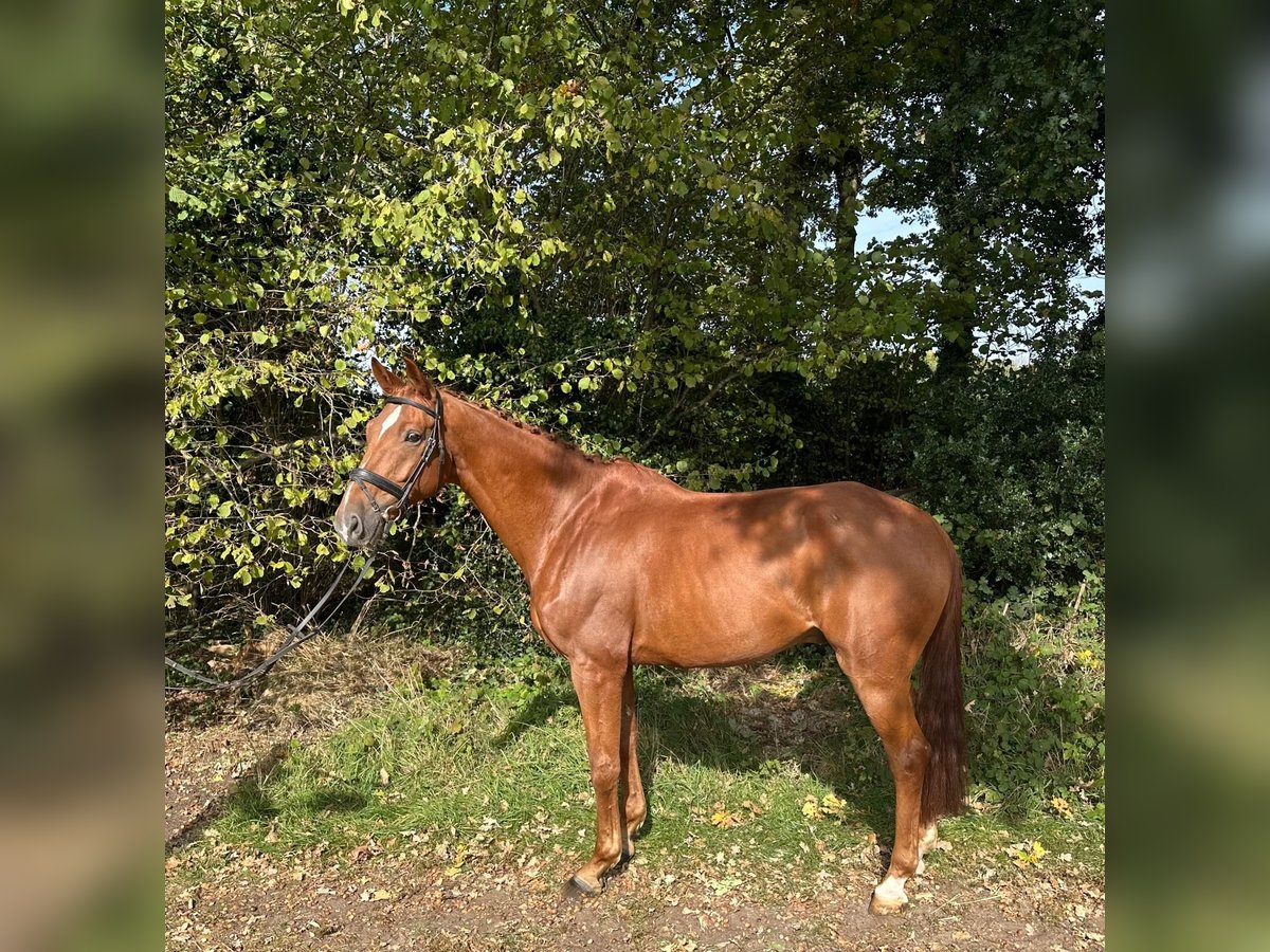 German Sport Horse Gelding 12 years 17 hh Chestnut-Red in GROTE-BROGEL