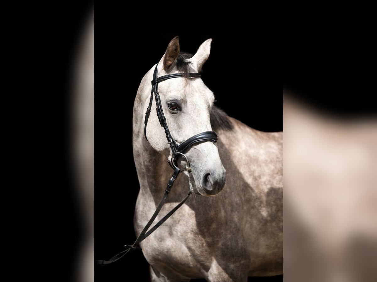 German Sport Horse Gelding 12 years 17 hh Grey in Artern