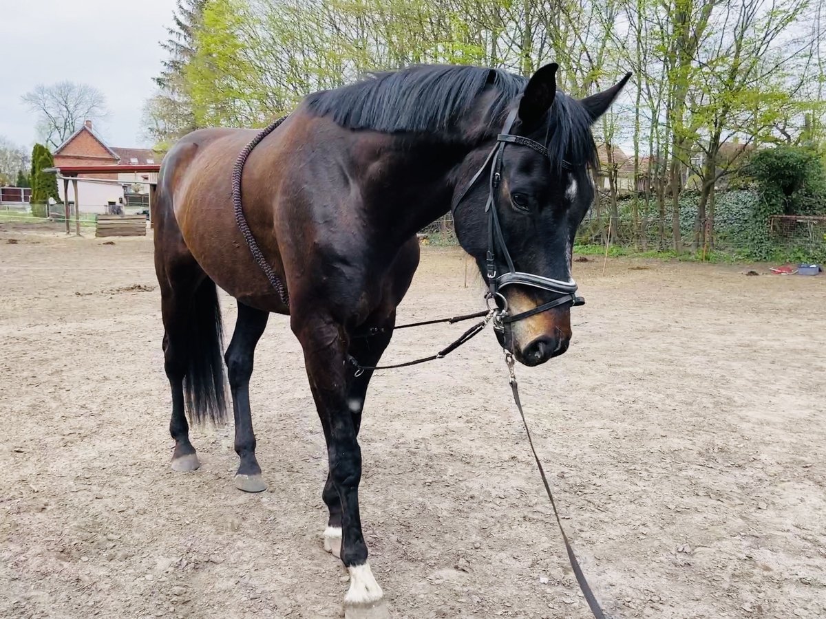 German Sport Horse Gelding 12 years 18 hh Bay-Dark in Neuruppin