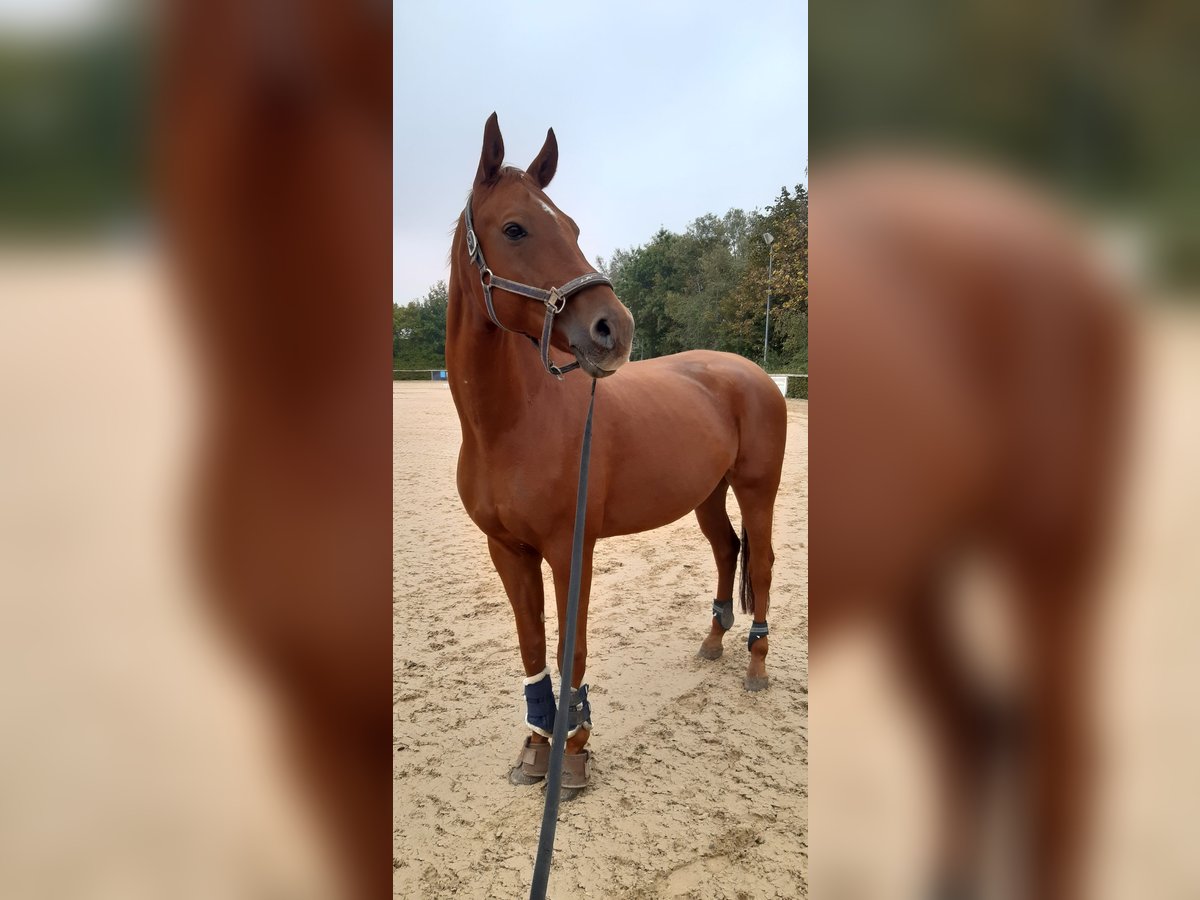 German Sport Horse Gelding 13 years 16,2 hh Chestnut-Red in Genthin
