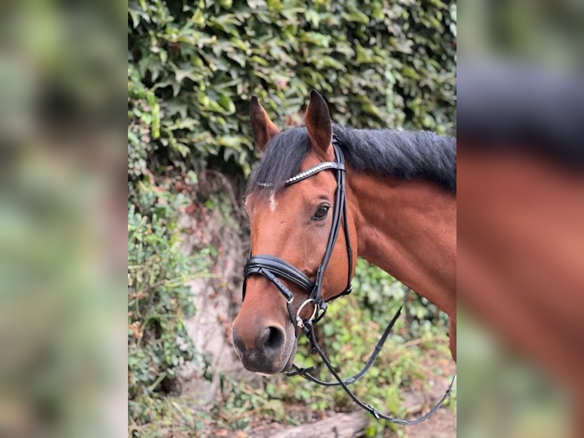 German Sport Horse Gelding 13 years 16,3 hh Brown in Berlin