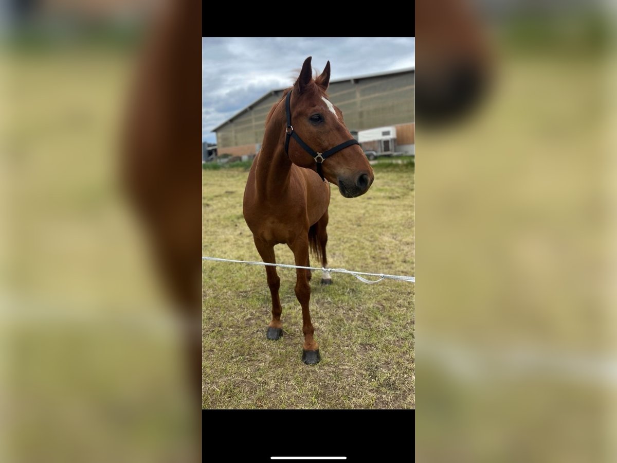 German Sport Horse Gelding 13 years 17 hh Chestnut-Red in Schneeberg German Sport Horse Gelding 13 years 17 hh Chestnut-Red in Schneeberg