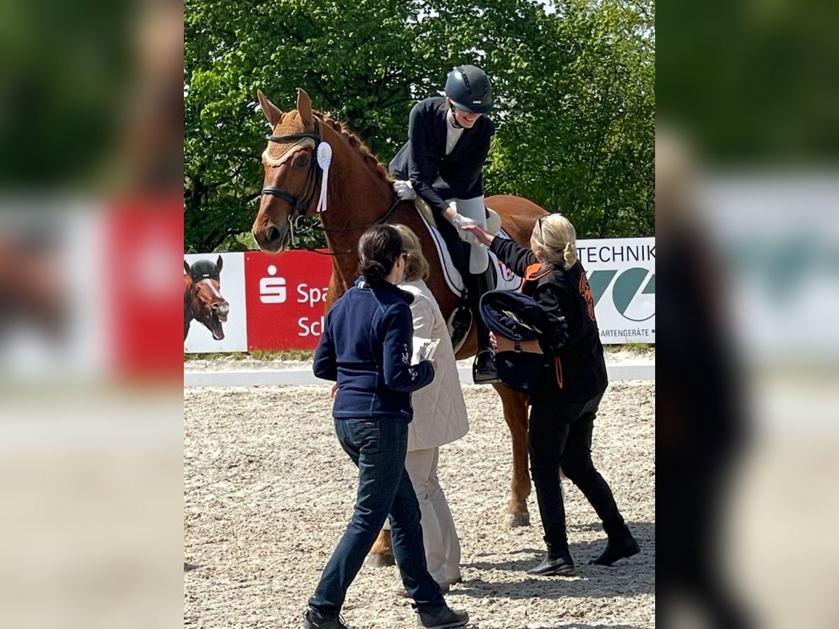 German Sport Horse Gelding 13 years 17,1 hh Chestnut-Red in Kammeltal