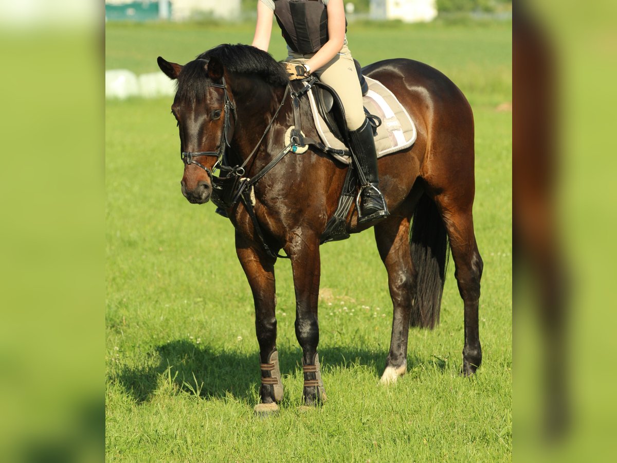 German Sport Horse Gelding 14 years 16 hh Bay-Dark in Steinau an der Straße