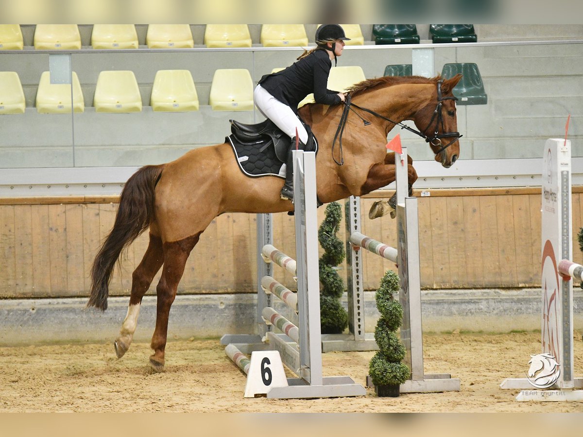 German Sport Horse Gelding 14 years 16 hh Chestnut-Red in St. Stefan ob Stainz