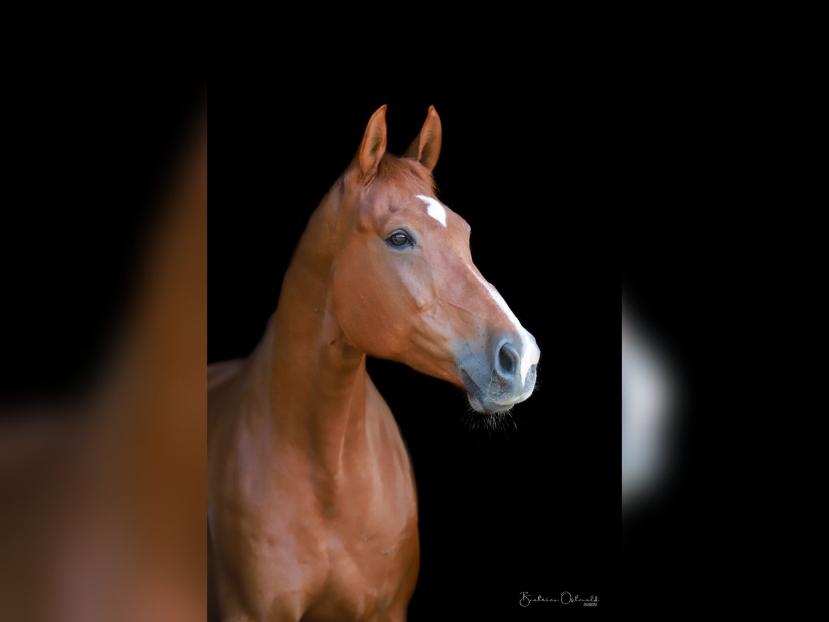 German Sport Horse Gelding 14 years 16,2 hh Chestnut-Red in Celle