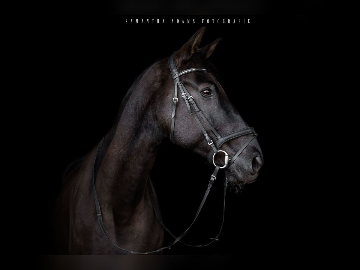 German Sport Horse Mix Gelding 14 years 16,3 hh Black in M&#xFC;hlenbeck