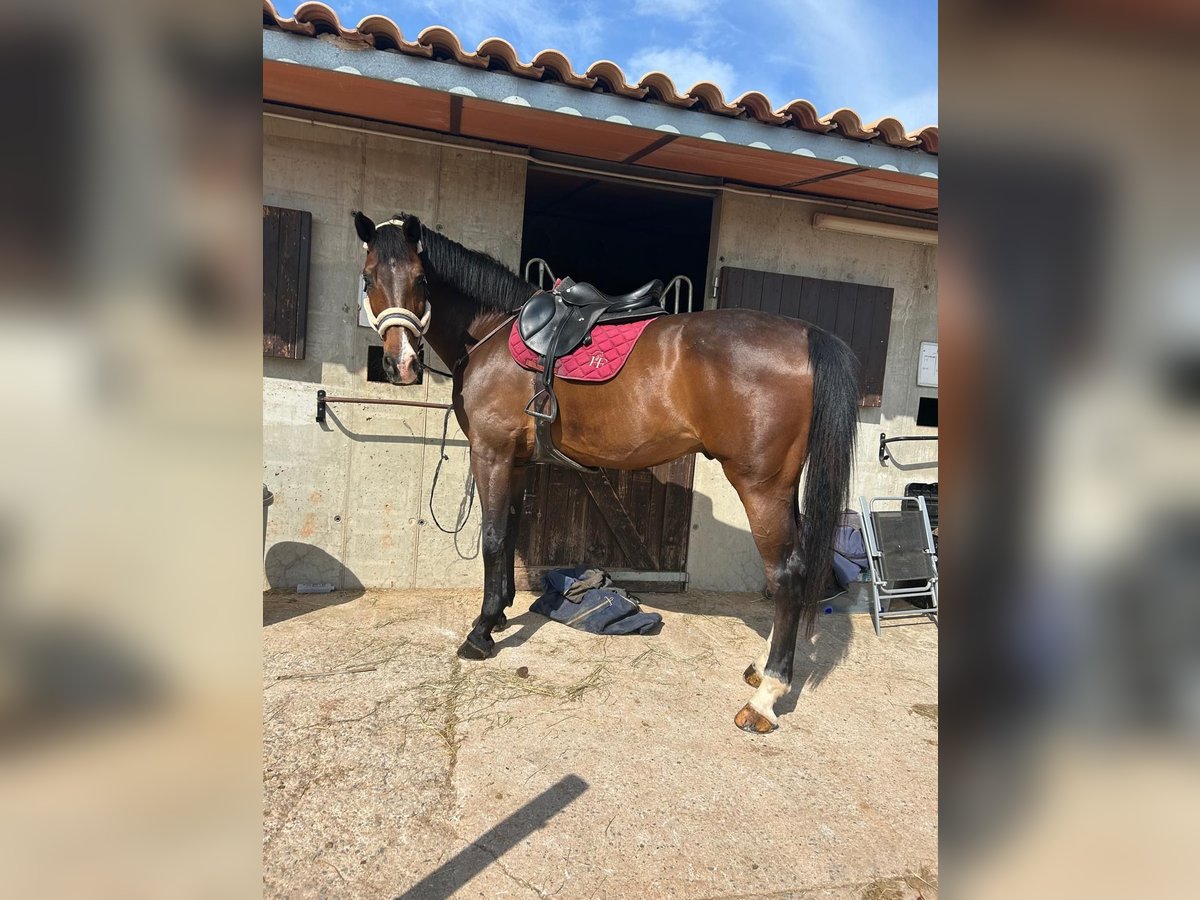 German Sport Horse Gelding 14 years 18 hh Bay-Dark in Campo Olivar
