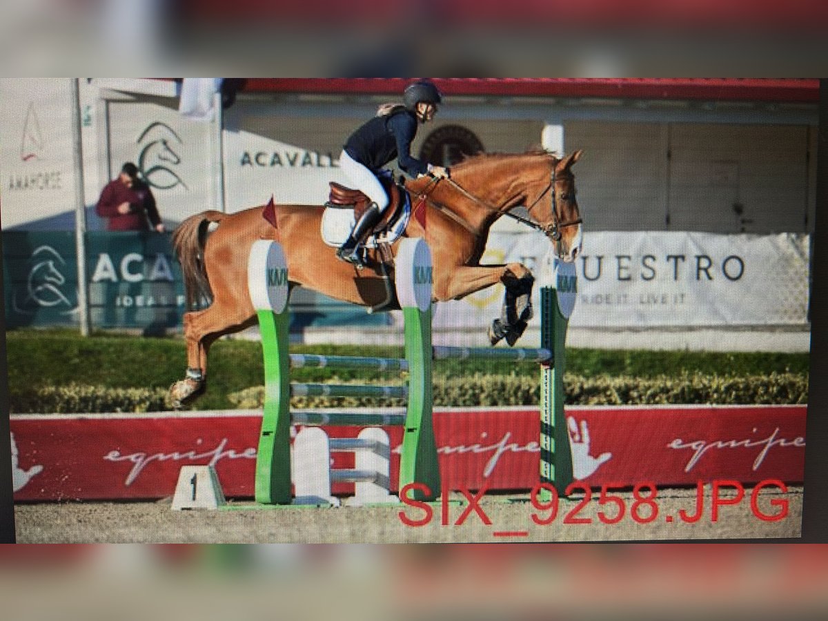 German Sport Horse Gelding 14 years Chestnut-Red in San Quirico In Collina