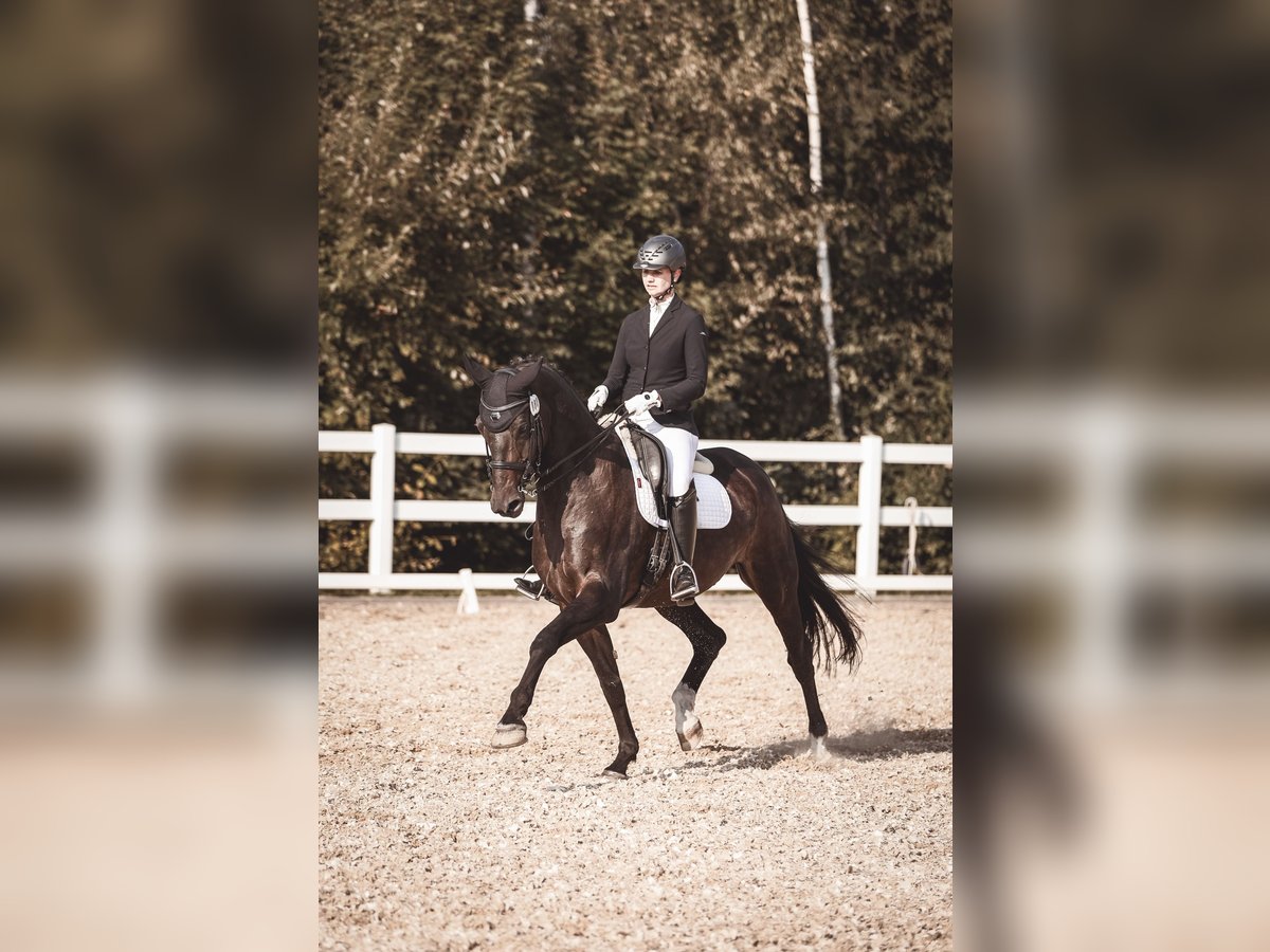 German Sport Horse Gelding 15 years 16,1 hh Bay-Dark in Crimmitschau