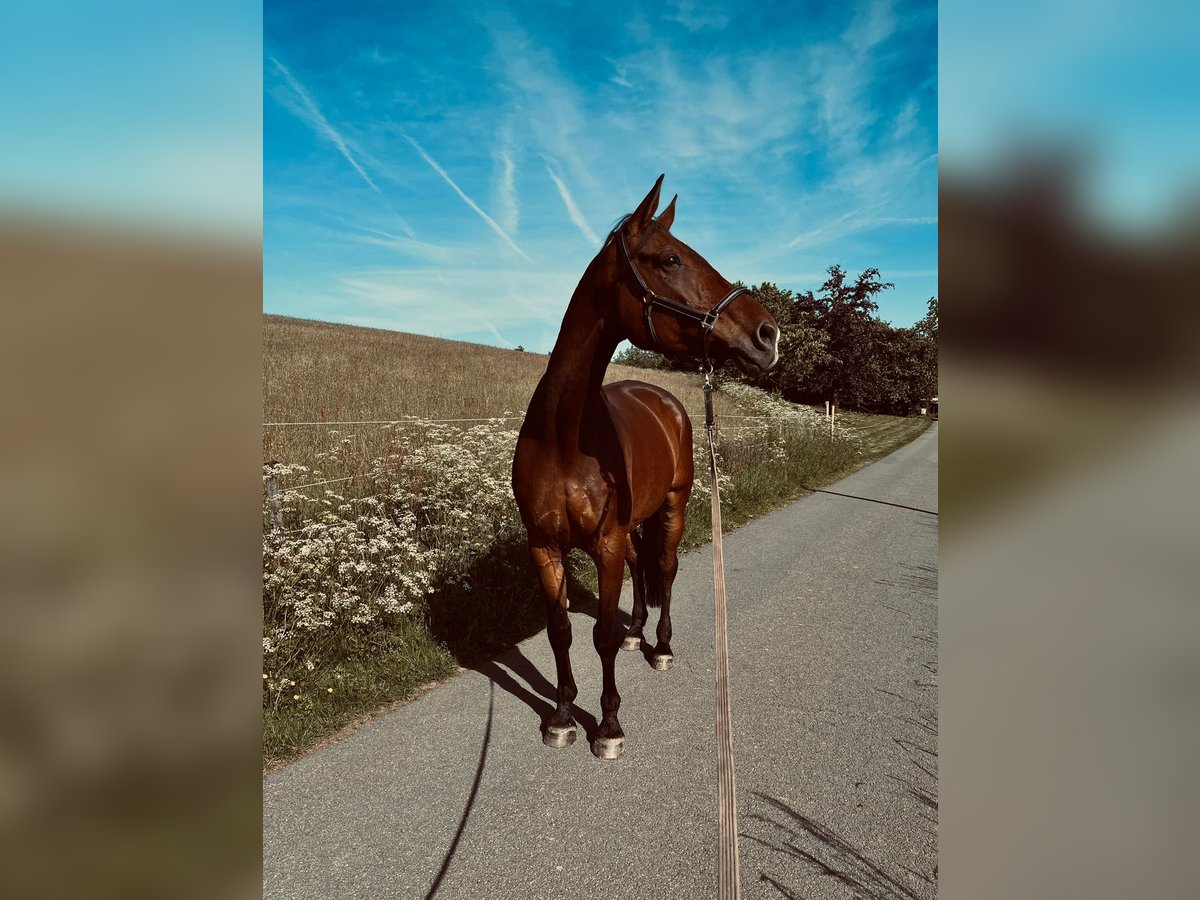 German Sport Horse Gelding 15 years 17,2 hh Brown in Kierspe