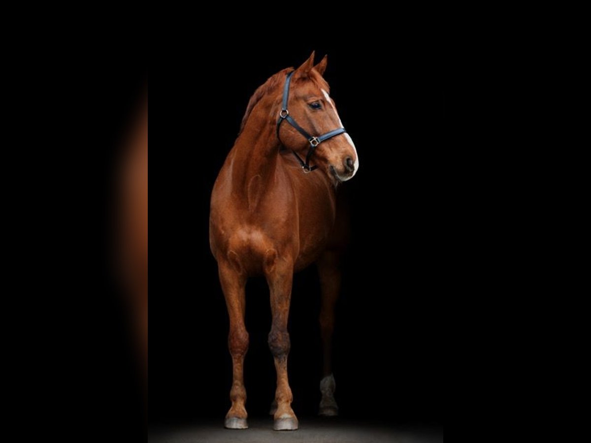 German Sport Horse Gelding 15 years 17 hh Chestnut-Red in Lübbenau