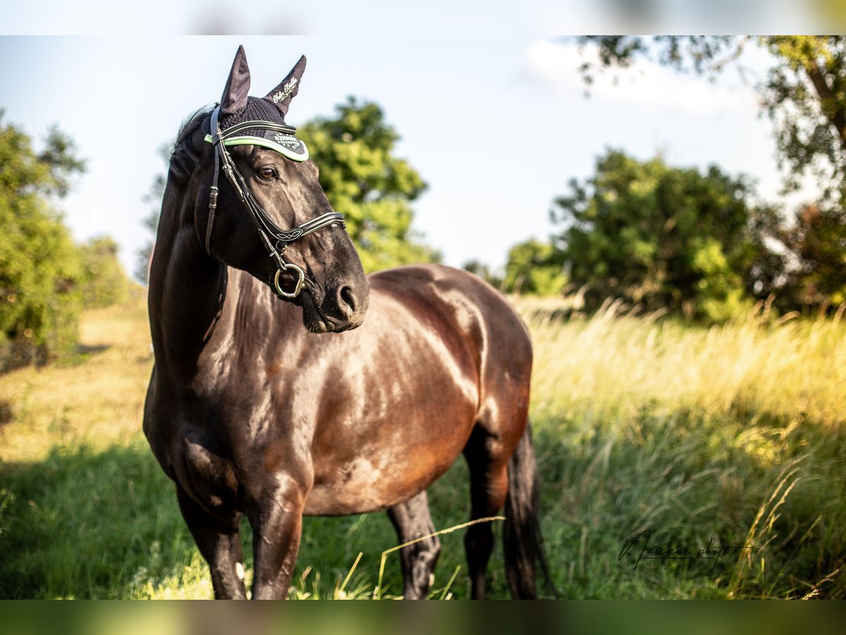 German Sport Horse Gelding 16 years 16,1 hh Black in Weißenfels