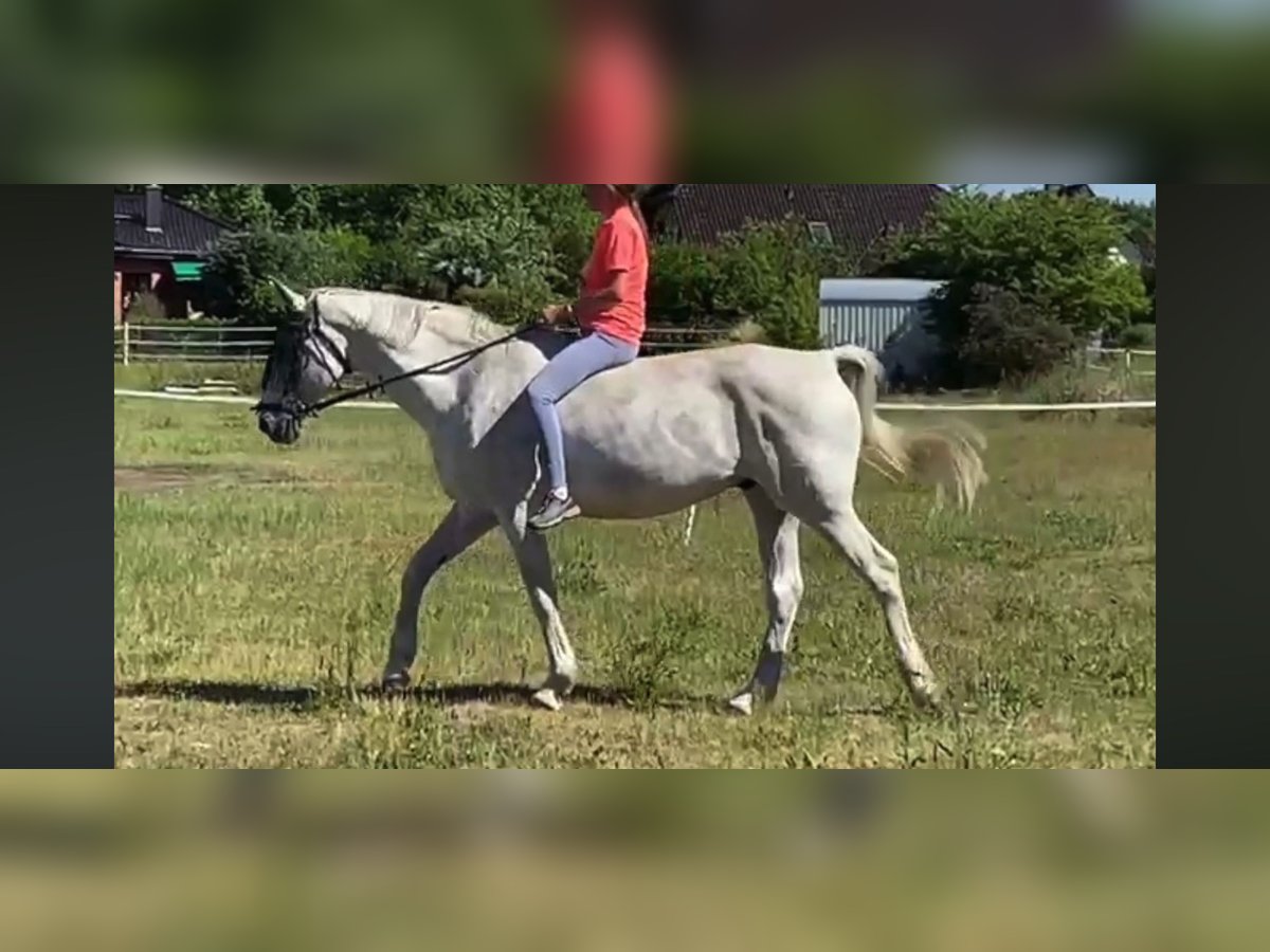 German Sport Horse Gelding 16 years 16,3 hh Grey in Isterberg