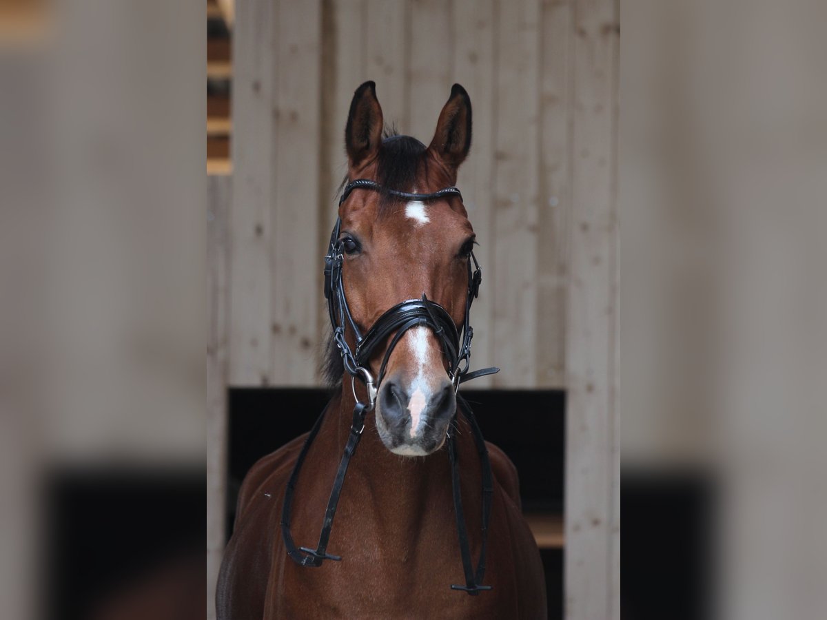 German Sport Horse Gelding 16 years 17 hh Brown Falb mold in Sehmatal