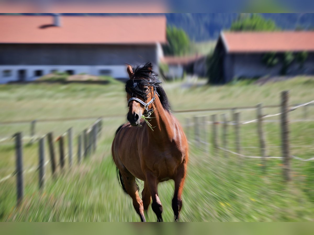 German Sport Horse Gelding 17 years 16,1 hh Brown in Bad Tölz