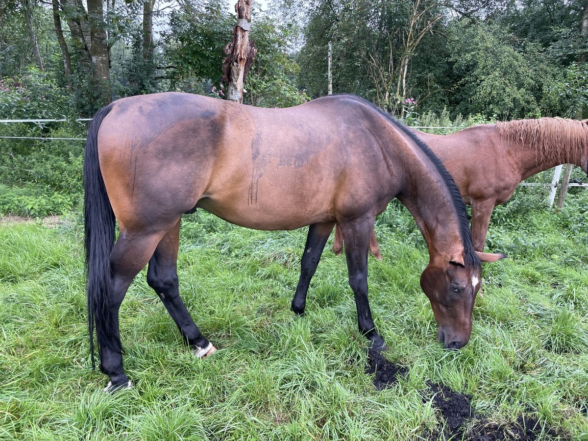 German Sport Horse Gelding 18 years 17,2 hh Bay-Dark in Oberding