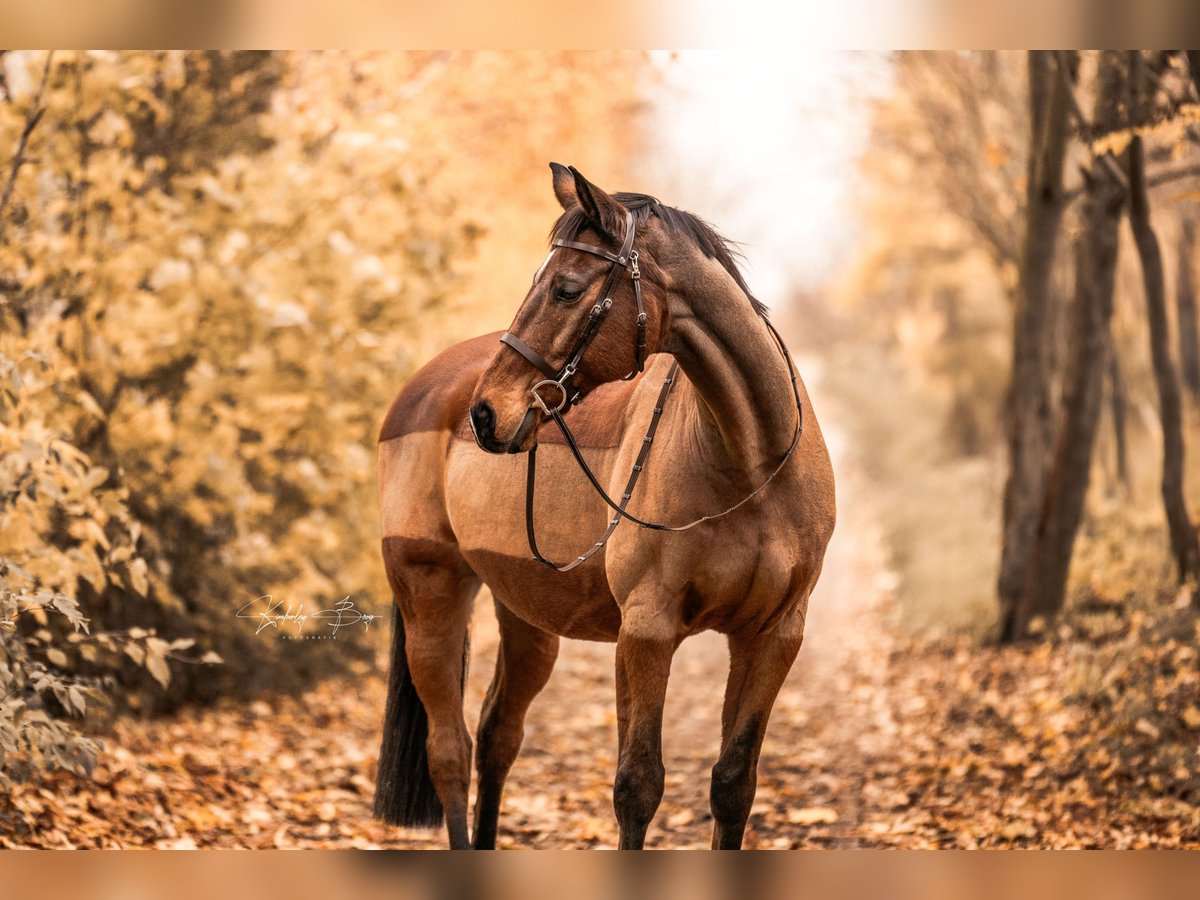 German Sport Horse Gelding 19 years 16,1 hh Brown in Salzgitter Bad