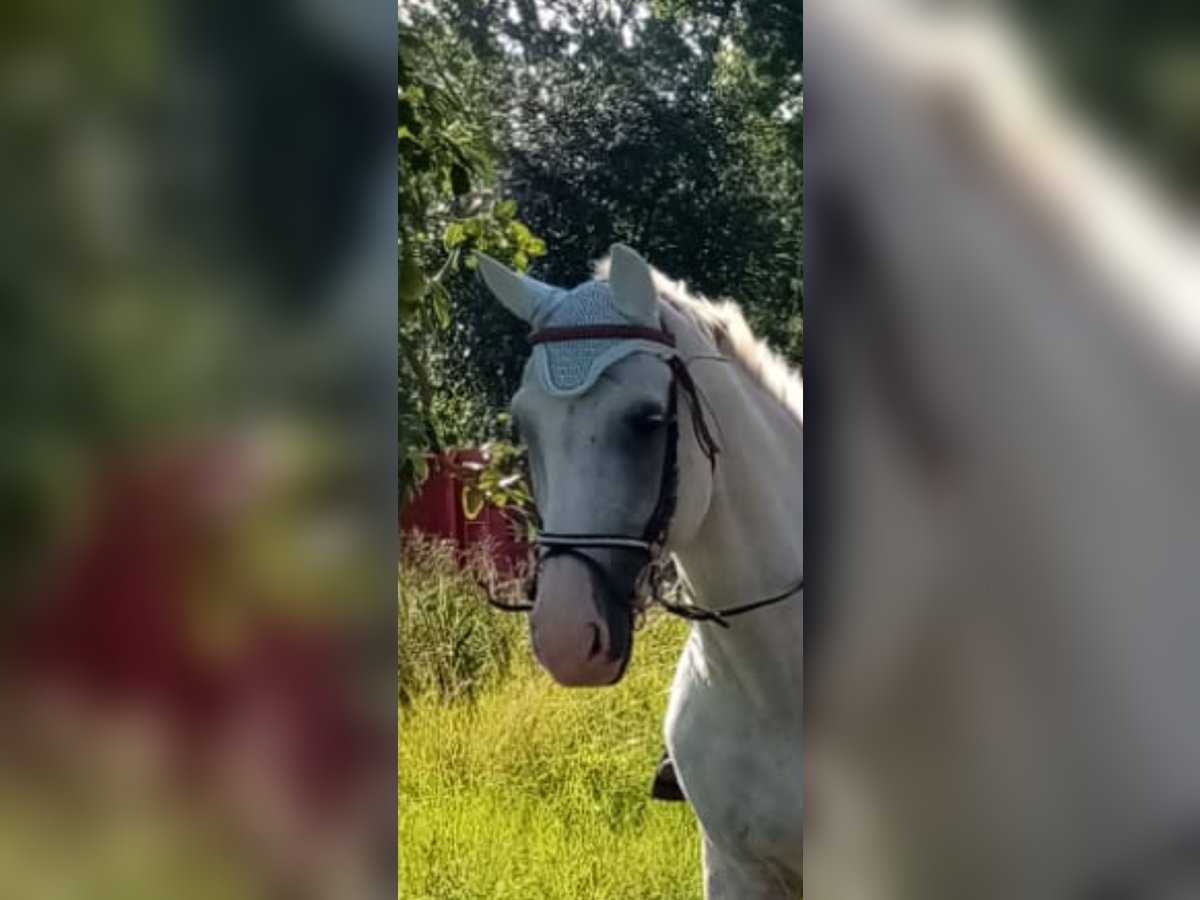 German Sport Horse Gelding 20 years 16 hh Grey in Ostrau
