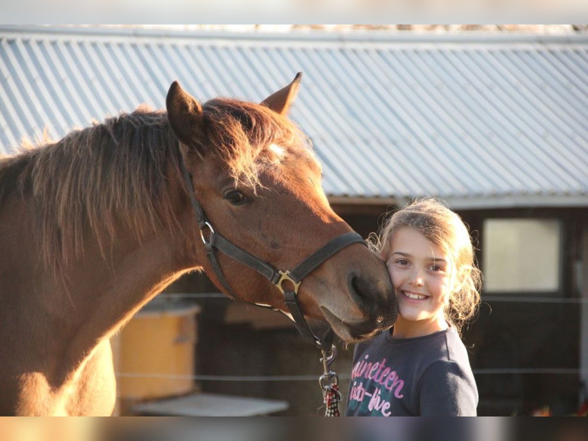 German Sport Horse Mix Gelding 2 years 15,1 hh Brown in Mudau