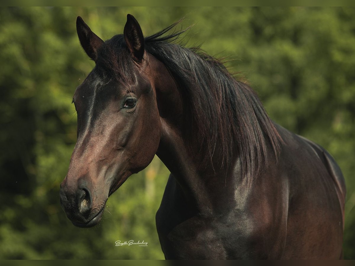 German Sport Horse Gelding 2 years 15,3 hh Brown in Burgen