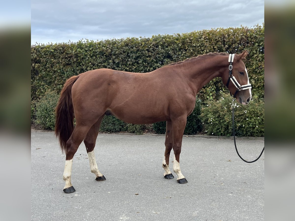 German Sport Horse Gelding 2 years 15,1 hh Chestnut-Red in Mengen
