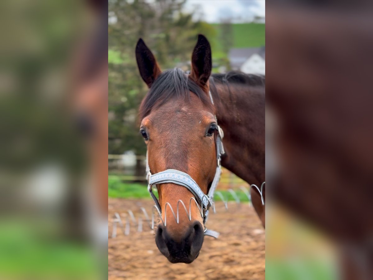 German Sport Horse Gelding 2 years 15,2 hh Brown in Chemnitz, Sachsen German Sport Horse Gelding 2 years 15,2 hh Brown in Chemnitz, Sachsen