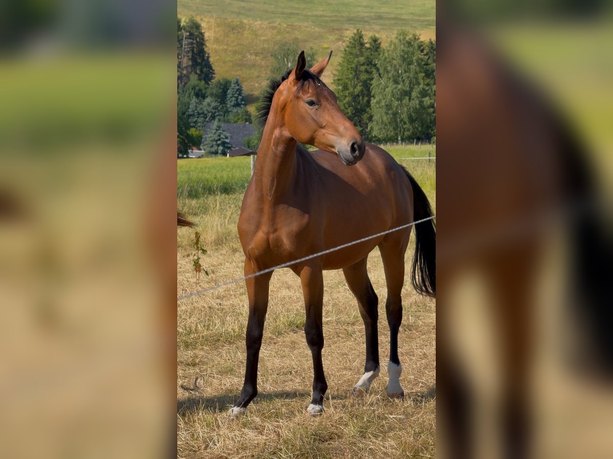 German Sport Horse Gelding 2 years 15,2 hh Brown in Chemnitz