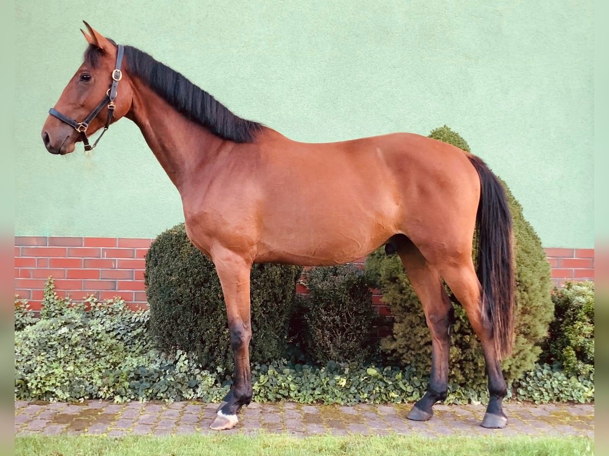German Sport Horse Gelding 2 years 15,2 hh Brown in Thie&#xDF;en