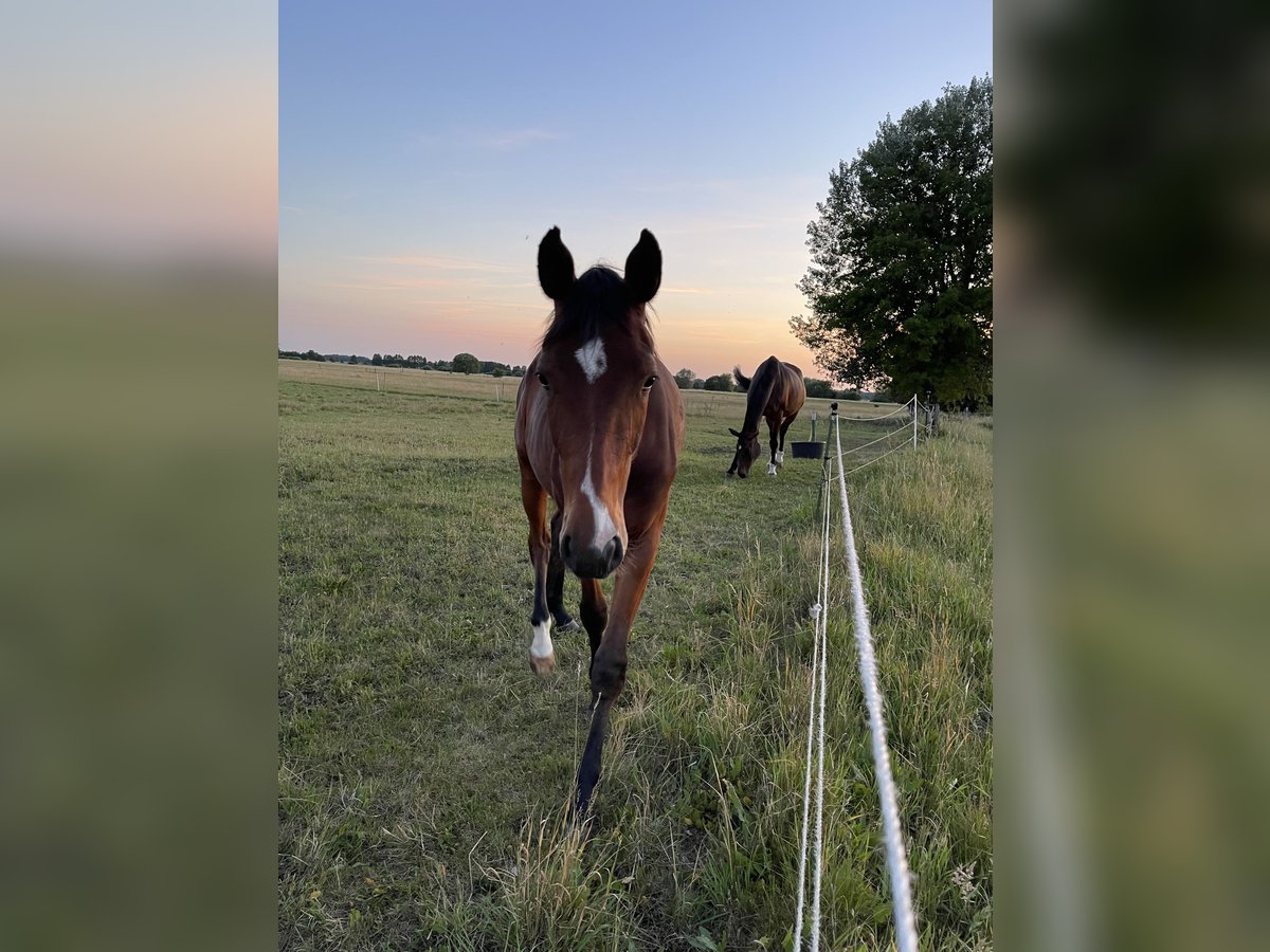 German Sport Horse Gelding 2 years 16 hh Bay-Dark in Rüthnick German Sport Horse Gelding 2 years 16 hh Bay-Dark in Rüthnick